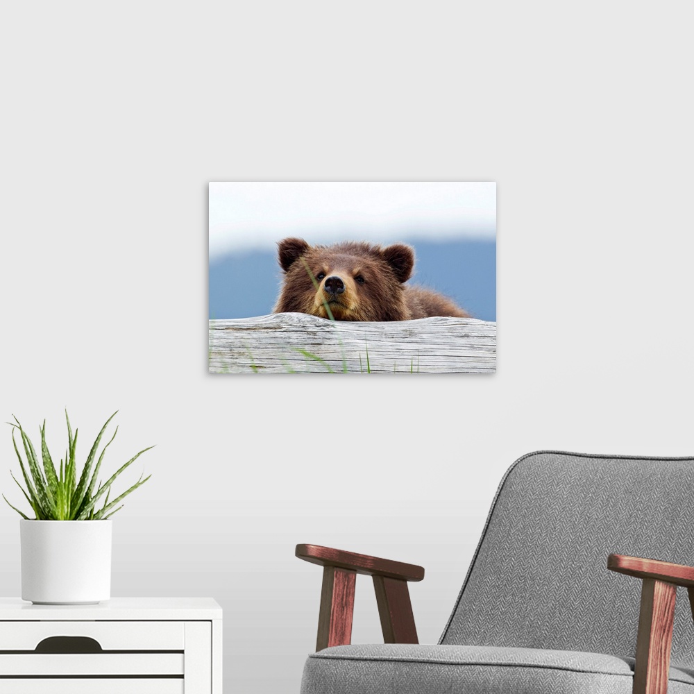 A modern room featuring Horizontal, giant photograph of a brown bear looking forward while resting its chin on a log, a b...