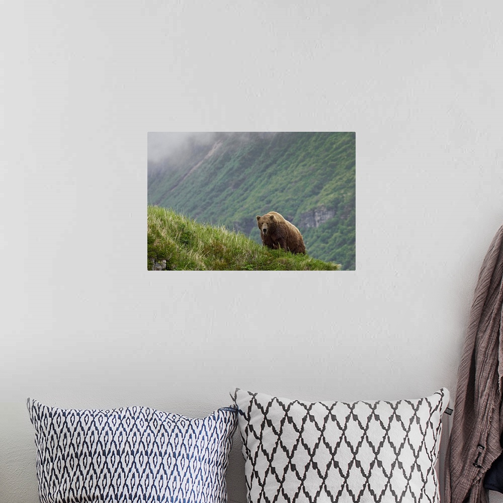A bohemian room featuring A large brown bear stands on the edge of a cliff with a massive view of another cliff behind it.