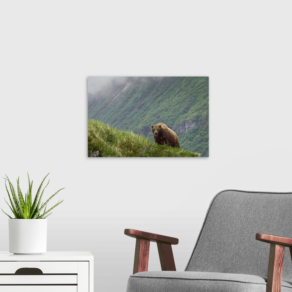 A modern room featuring A large brown bear stands on the edge of a cliff with a massive view of another cliff behind it.