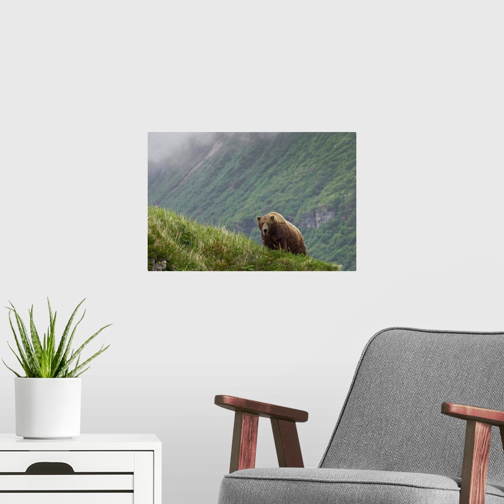 A modern room featuring A large brown bear stands on the edge of a cliff with a massive view of another cliff behind it.