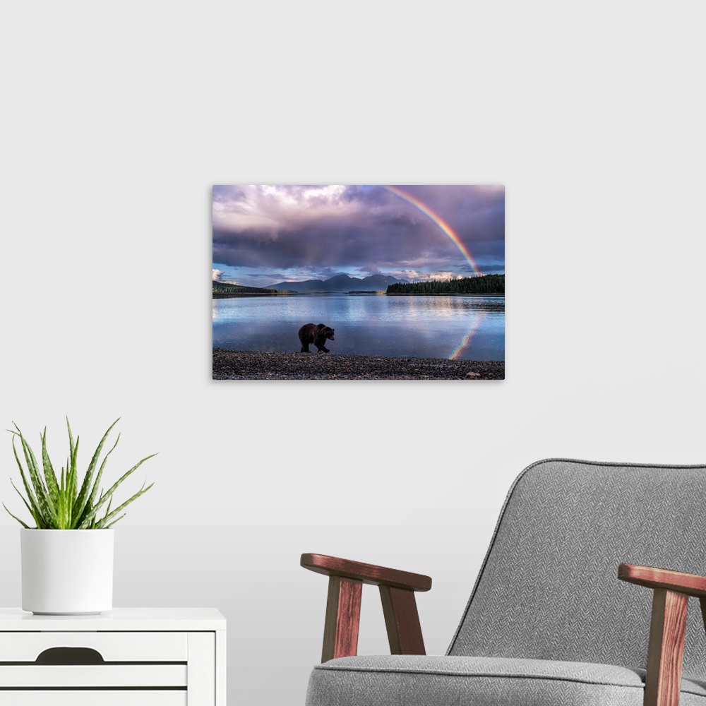 A modern room featuring A Brown bear (Ursus arctos) walks the shoreline at Pack Creek as the tide goes out on Admiralty I...
