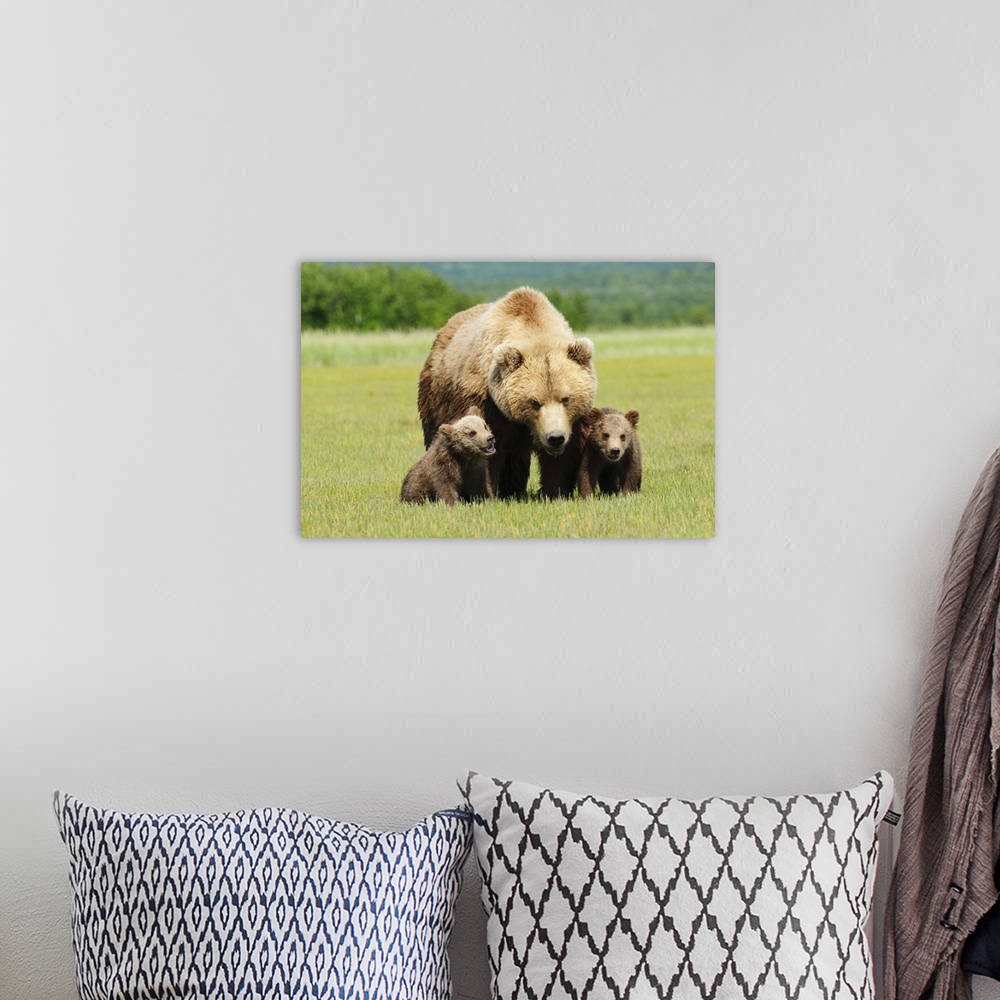 A bohemian room featuring A Brown Grizzly Bear With Cubs; Alaska, United States Of America