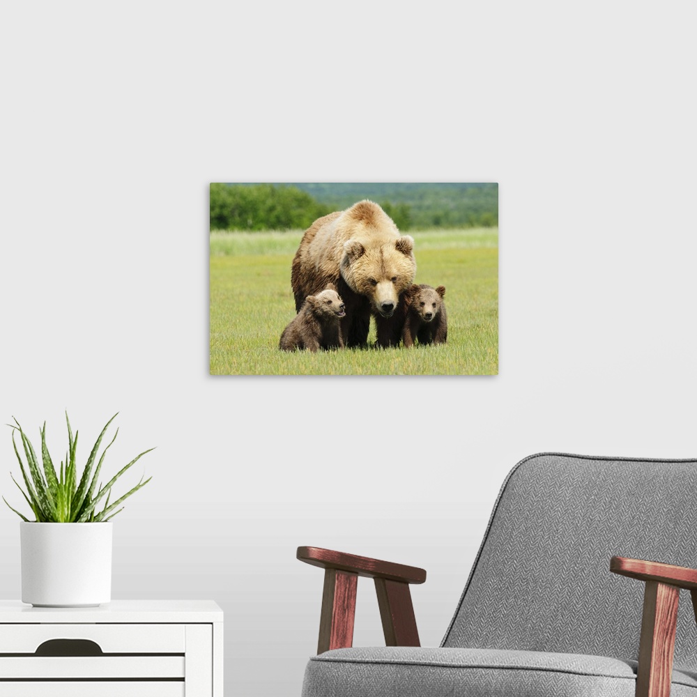 A modern room featuring A Brown Grizzly Bear With Cubs; Alaska, United States Of America