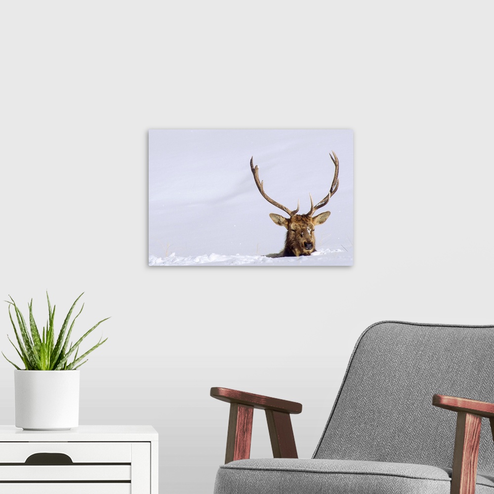 A modern room featuring A bull elk (Cervus canadensis) negotiates deep snow on the Blacktail Plateau in Yellowstone Natio...