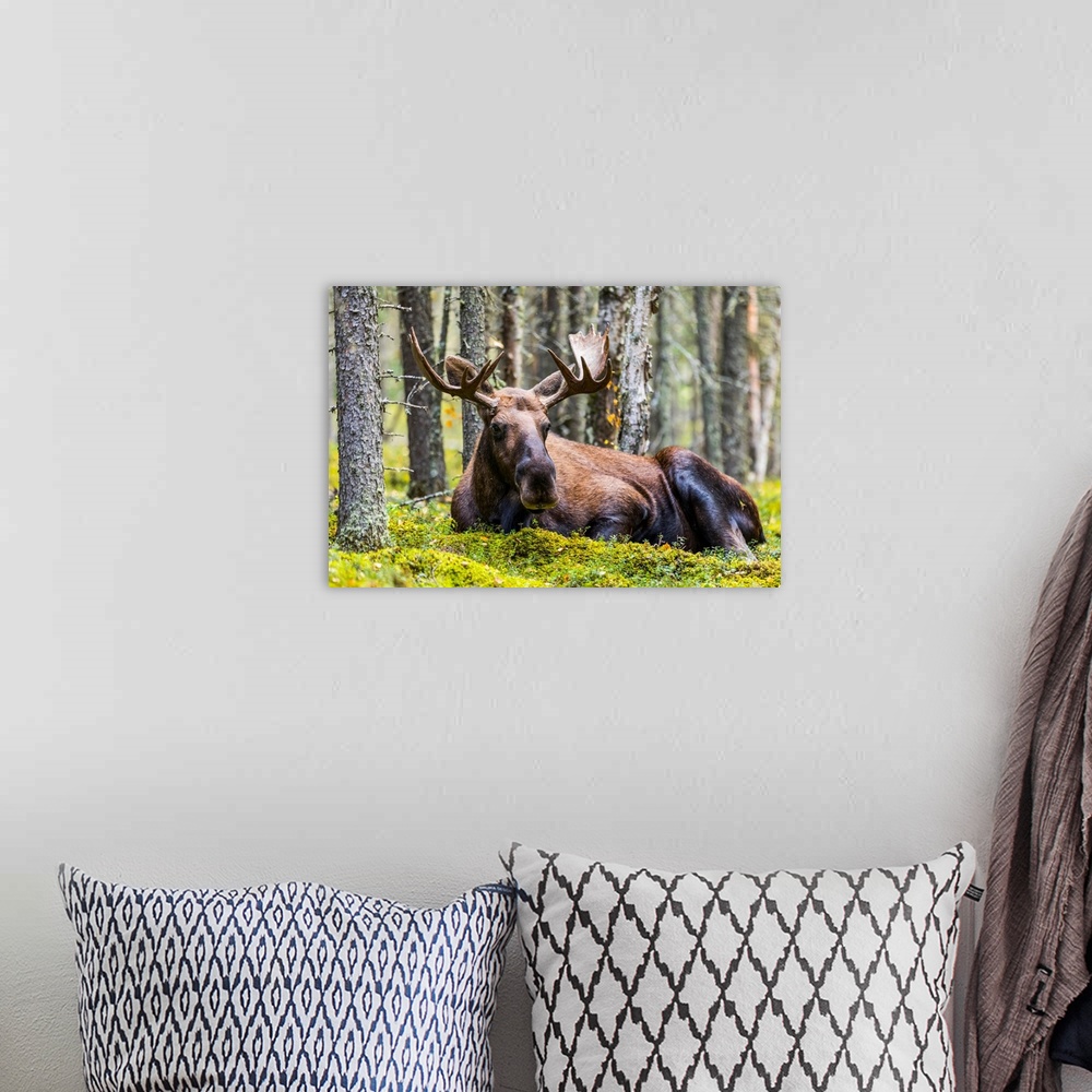 A bohemian room featuring A bull moose (alces alces) resting in a forest on fort Greely, Alaska, united states of America.