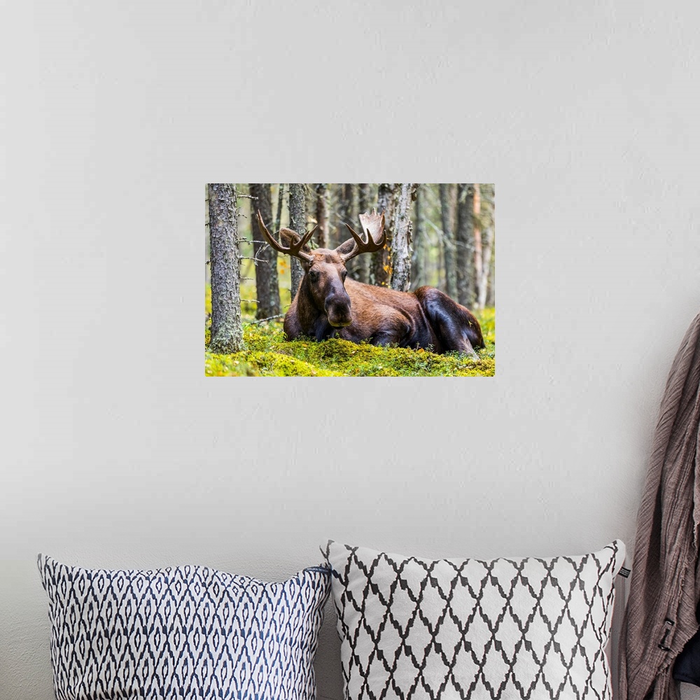 A bohemian room featuring A bull moose (alces alces) resting in a forest on fort Greely, Alaska, united states of America.