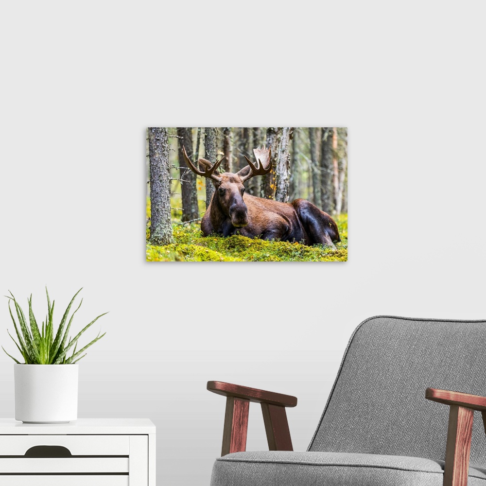 A modern room featuring A bull moose (alces alces) resting in a forest on fort Greely, Alaska, united states of America.
