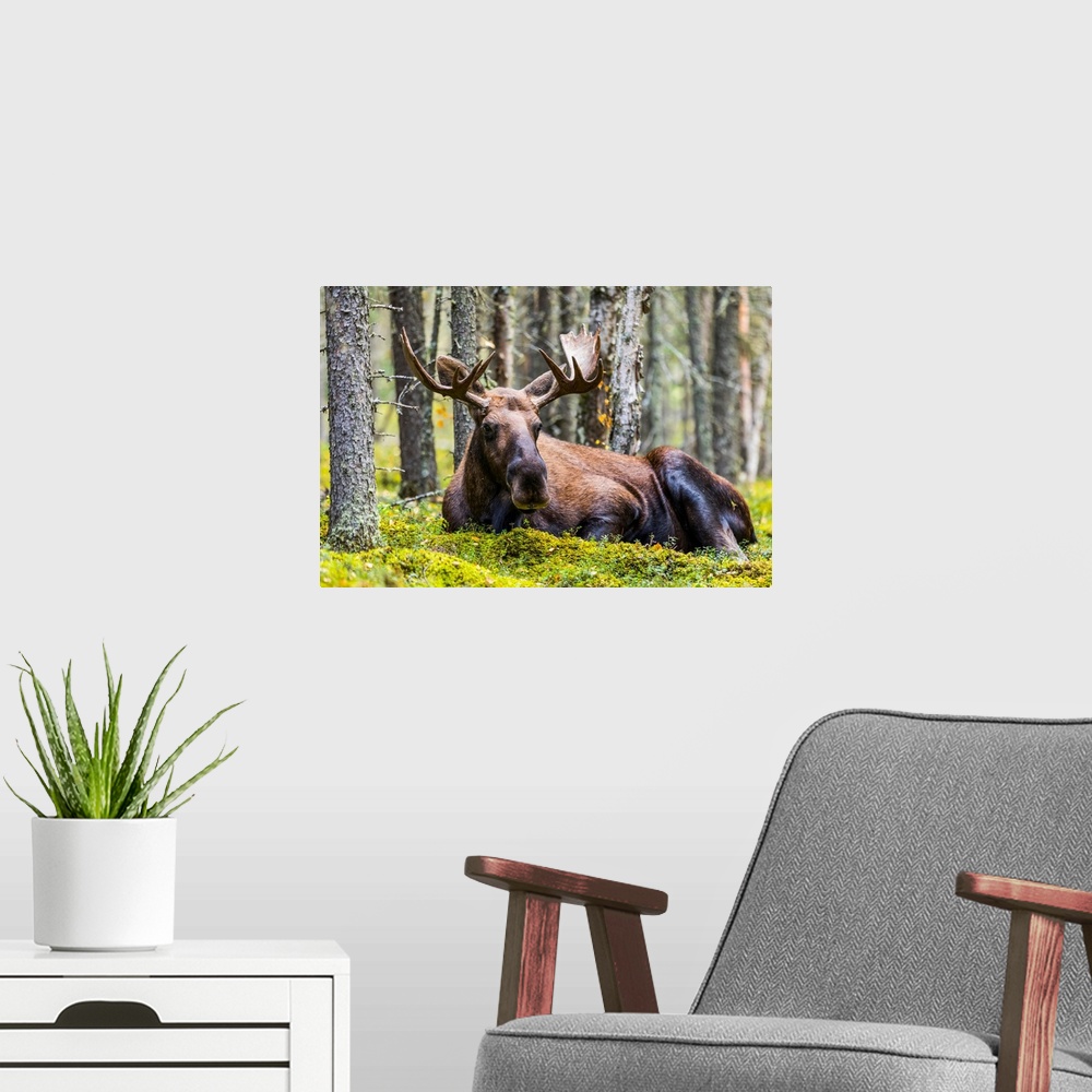 A modern room featuring A bull moose (alces alces) resting in a forest on fort Greely, Alaska, united states of America.