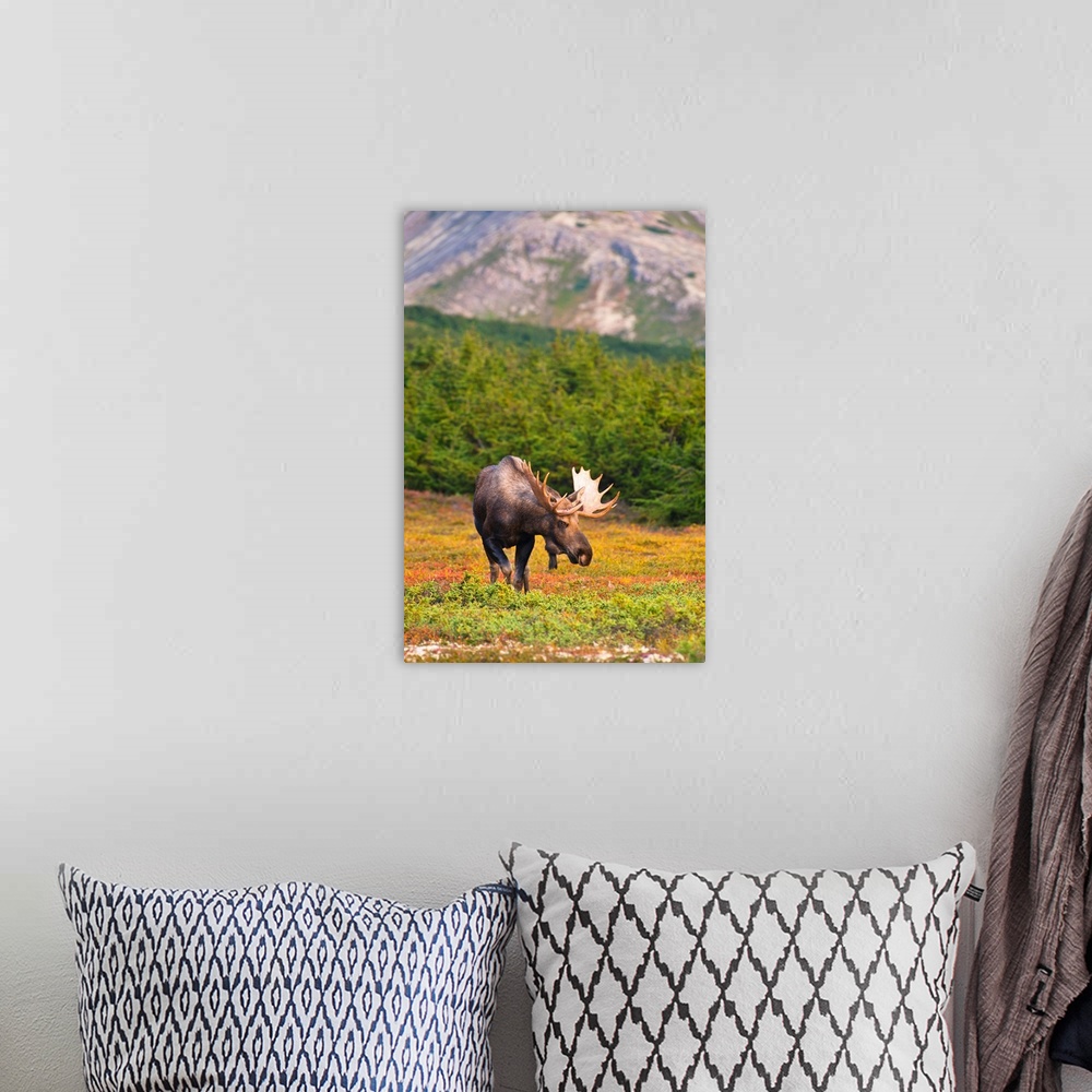 A bohemian room featuring A bull moose in rut standing on tundra in front of a wooded area near Powerline Pass in Chugach S...