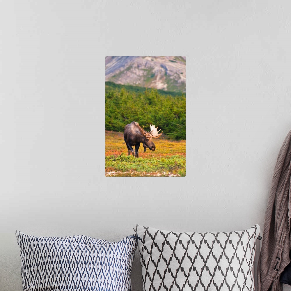 A bohemian room featuring A bull moose in rut standing on tundra in front of a wooded area near Powerline Pass in Chugach S...