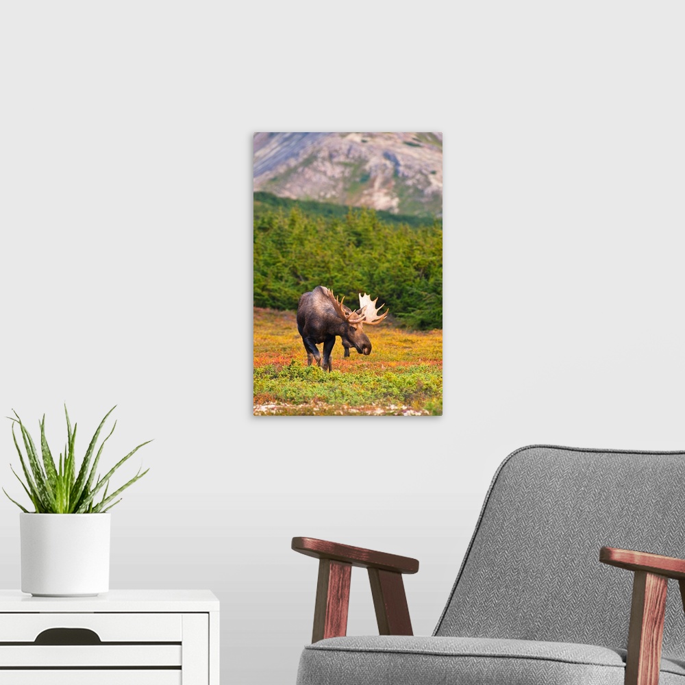 A modern room featuring A bull moose in rut standing on tundra in front of a wooded area near Powerline Pass in Chugach S...