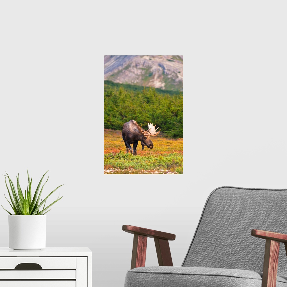A modern room featuring A bull moose in rut standing on tundra in front of a wooded area near Powerline Pass in Chugach S...