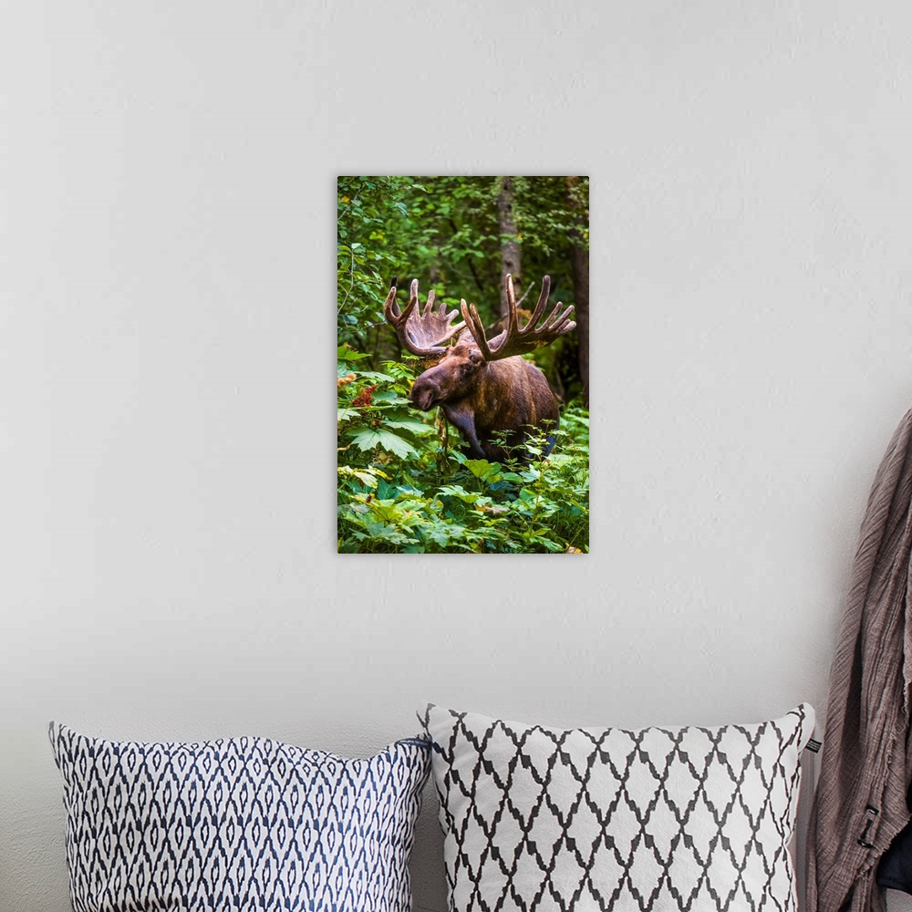 A bohemian room featuring A bull moose (alces alces) in velvet antlers in Kincade Park, Southwest Anchorage on a sunny summ...