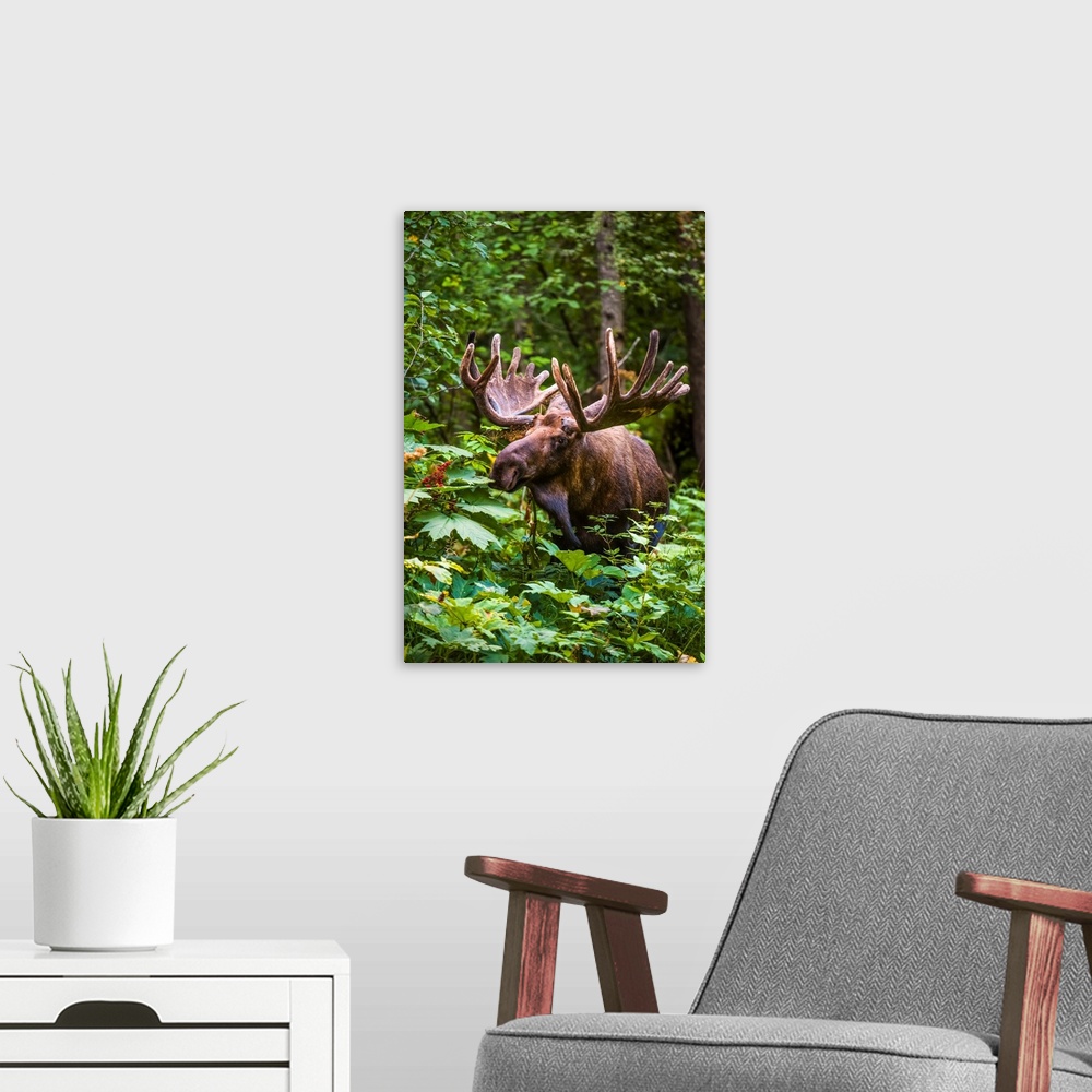 A modern room featuring A bull moose (alces alces) in velvet antlers in Kincade Park, Southwest Anchorage on a sunny summ...