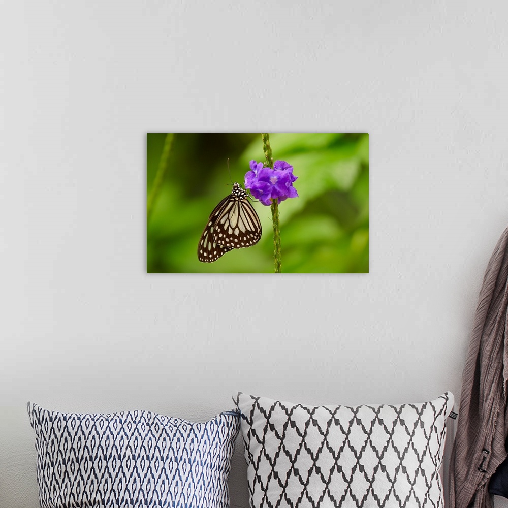 A bohemian room featuring A Butterfly On A Flower