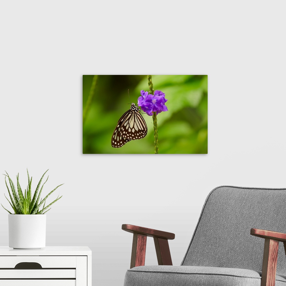 A modern room featuring A Butterfly On A Flower