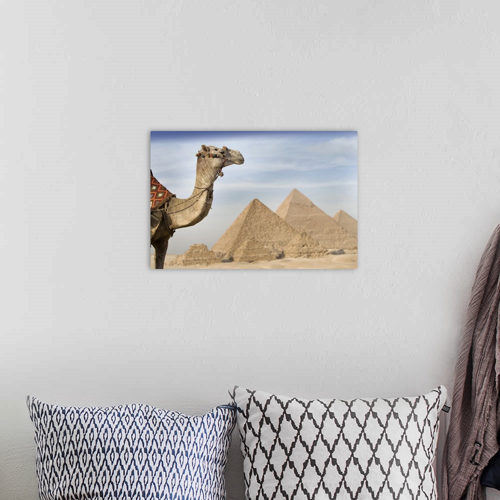 A bohemian room featuring A Camel With The Pyramids In The Background; Cairo, Egypt, Africa