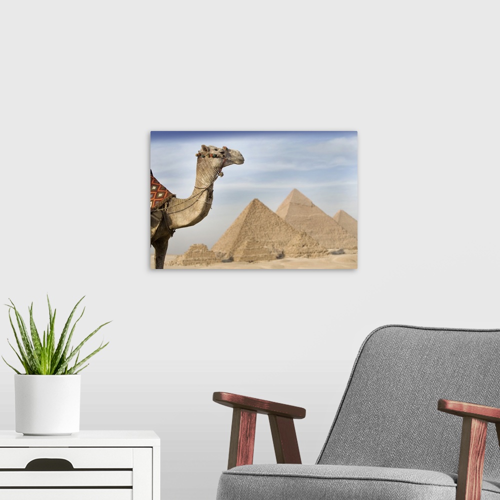 A modern room featuring A Camel With The Pyramids In The Background; Cairo, Egypt, Africa