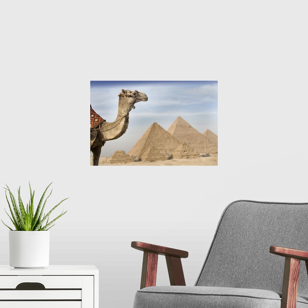 A modern room featuring A Camel With The Pyramids In The Background; Cairo, Egypt, Africa