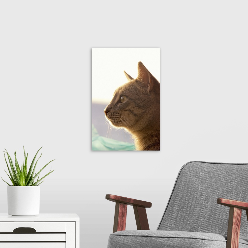 A modern room featuring A Cat Watching