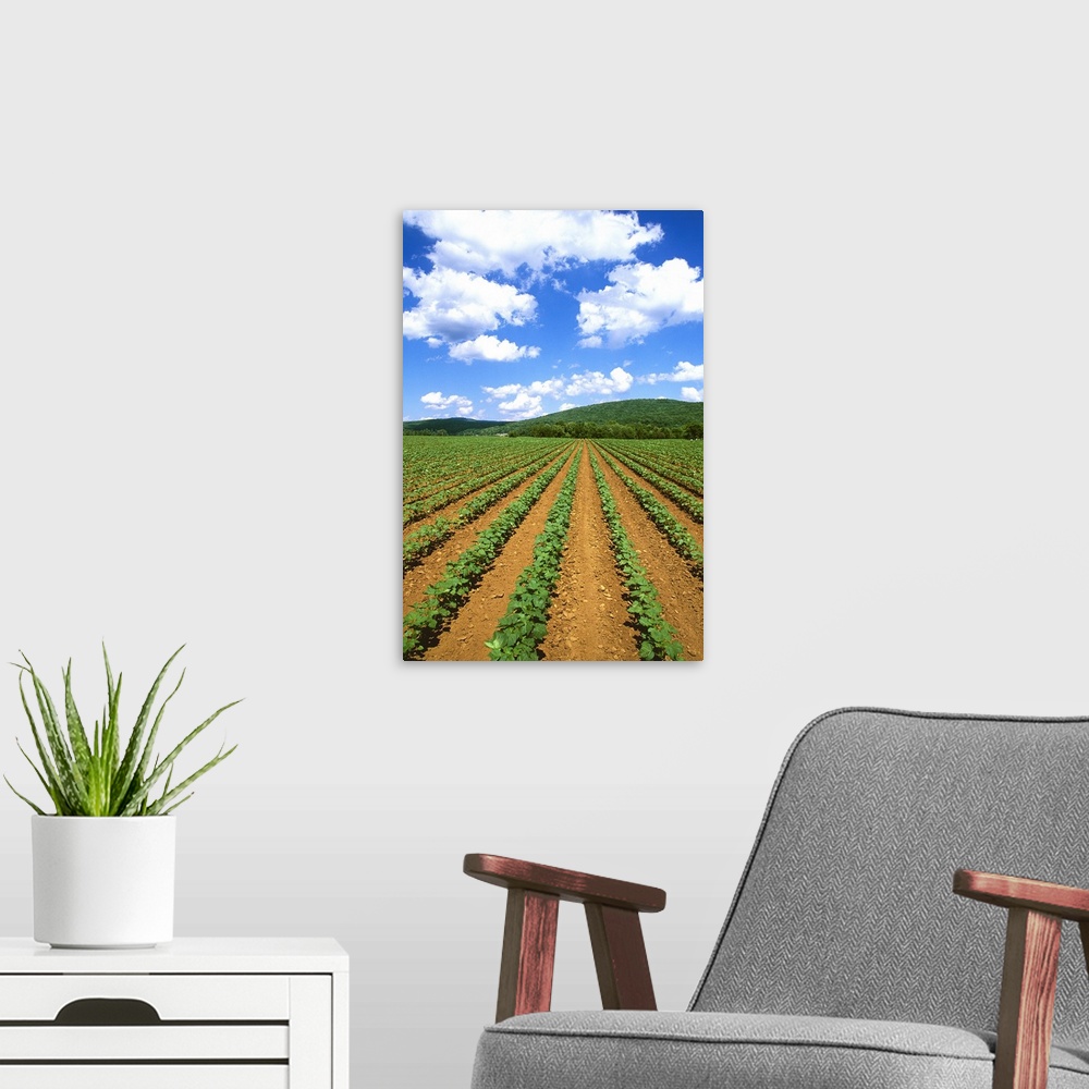 A modern room featuring A clean early growth cotton field growing in red clay