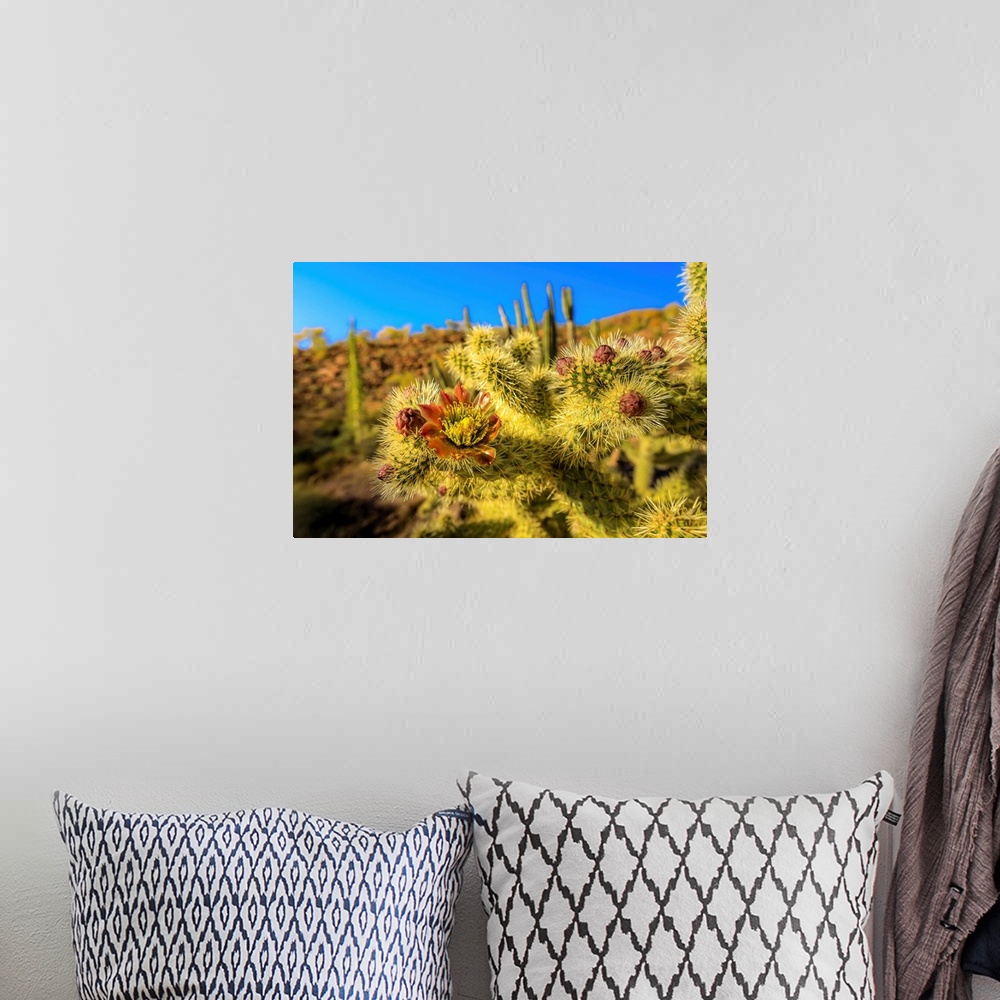 A bohemian room featuring A close up of cactus flower of the jumping choola in Valle de Los Cirios, Fauna and Flora Protect...