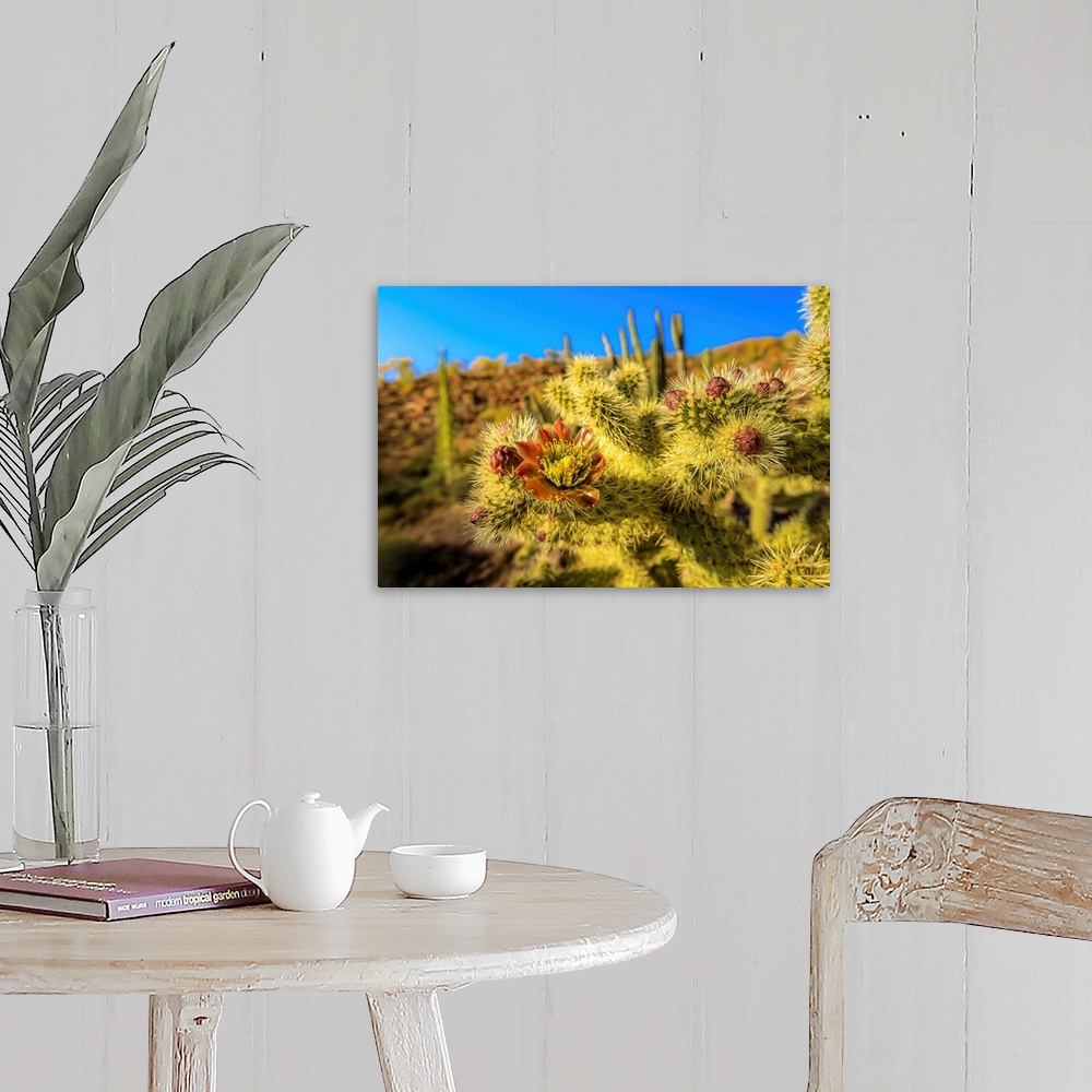 A farmhouse room featuring A close up of cactus flower of the jumping choola in Valle de Los Cirios, Fauna and Flora Protect...
