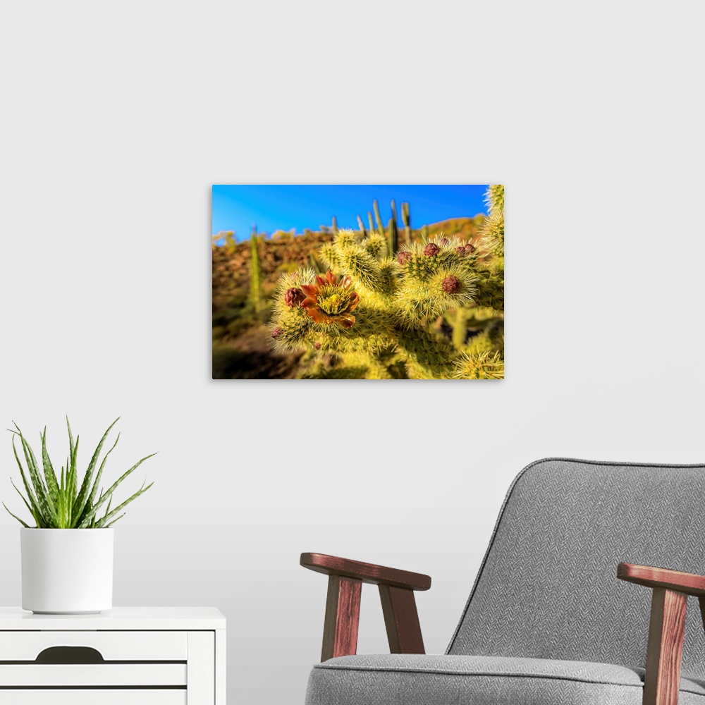 A modern room featuring A close up of cactus flower of the jumping choola in Valle de Los Cirios, Fauna and Flora Protect...