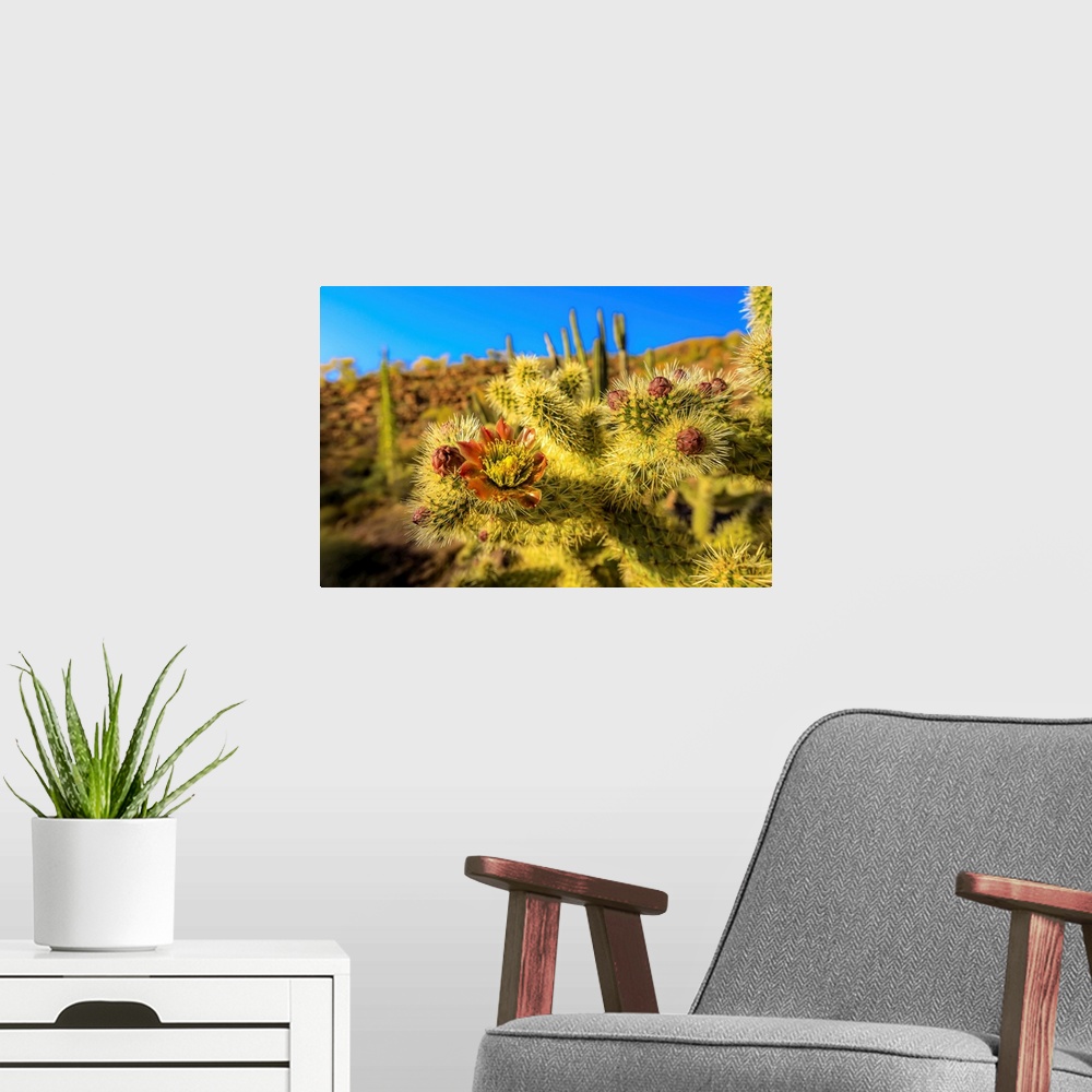 A modern room featuring A close up of cactus flower of the jumping choola in Valle de Los Cirios, Fauna and Flora Protect...