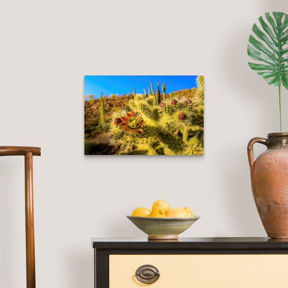 A traditional room featuring A close up of cactus flower of the jumping choola in Valle de Los Cirios, Fauna and Flora Protect...
