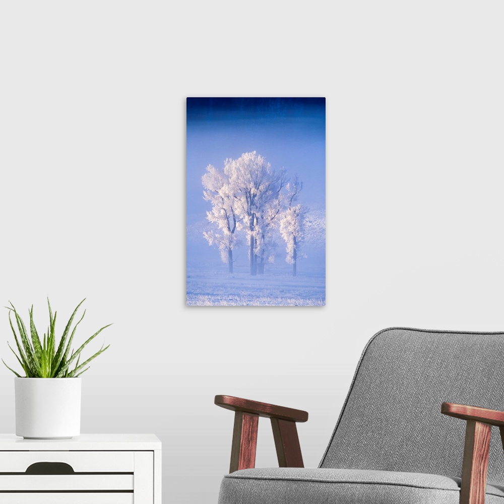 A modern room featuring A Cluster Of Cottonwoods Covered In Frost, Lamar Valley, Yellowstone National Park