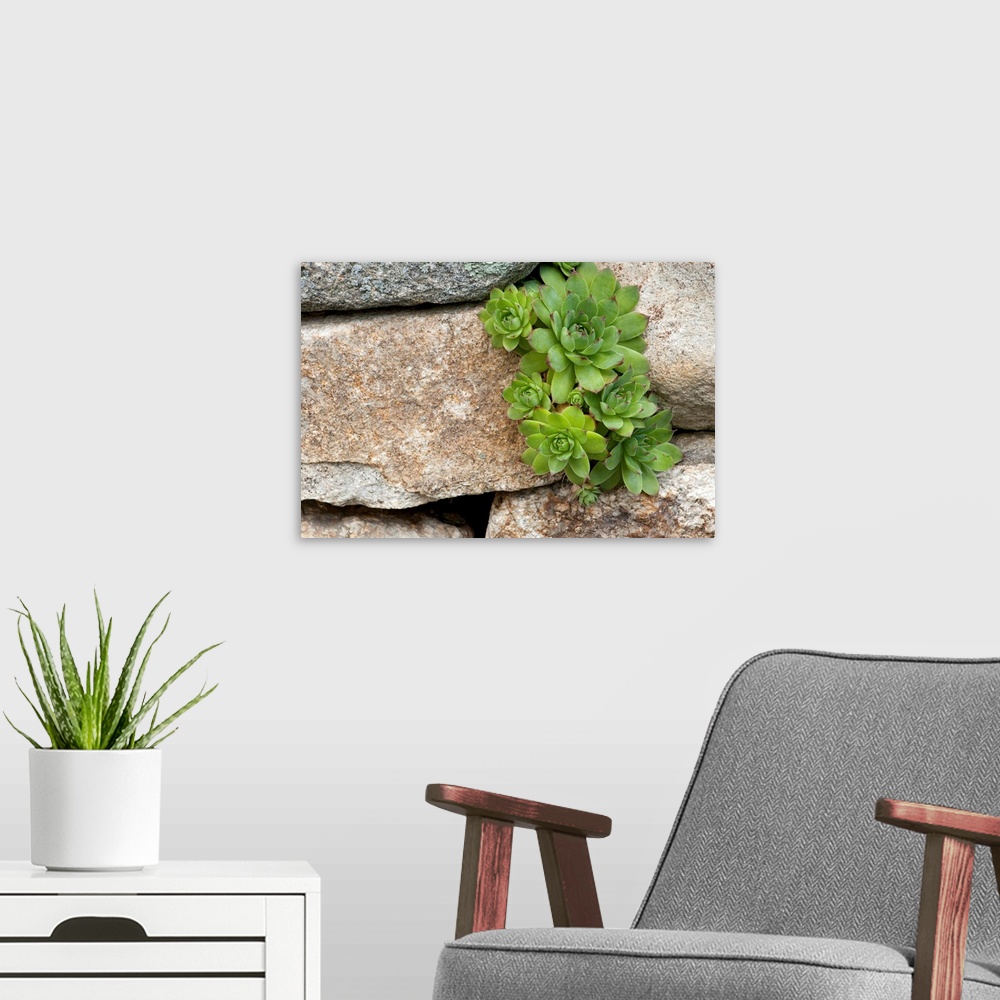 A modern room featuring Close up photo of green plant houseleeks growing in the cracks of large stones.
