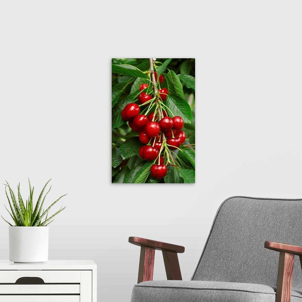 A modern room featuring A cluster of ripe Bing cherries on the tree, ready for harvest