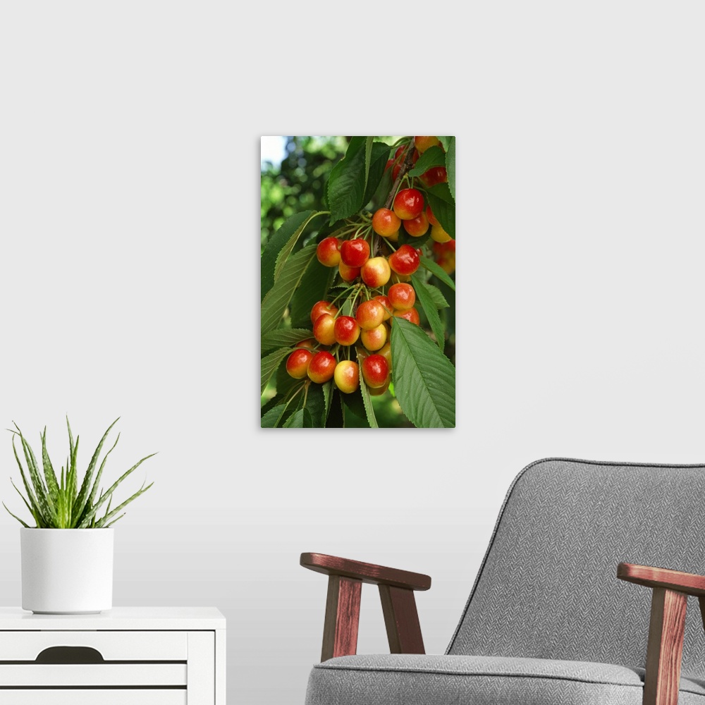 A modern room featuring A cluster of ripe Rainier cherries on the tree, ready for harvest