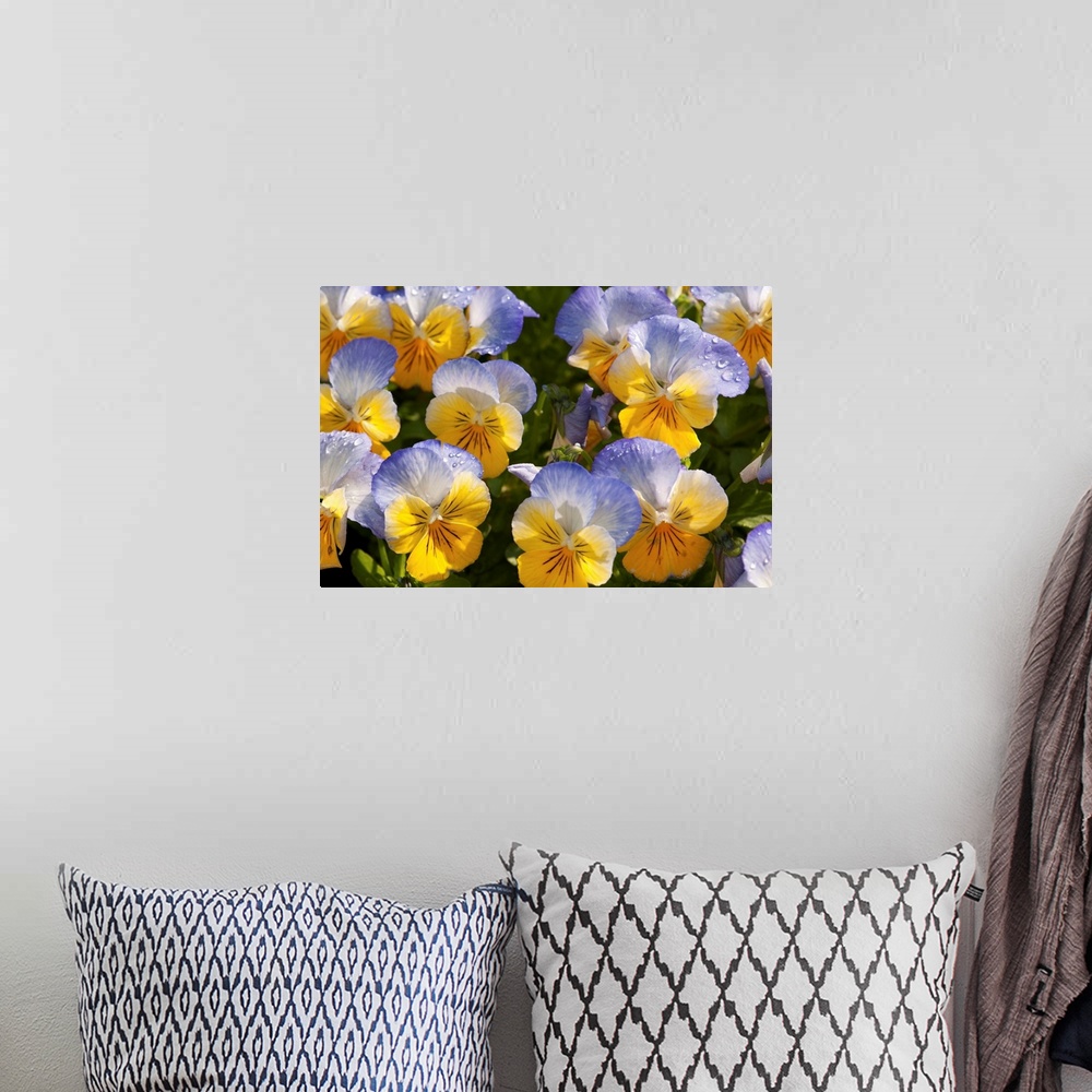 A bohemian room featuring A cluster of yellow and blue pansies, Viola species, with raindrops.