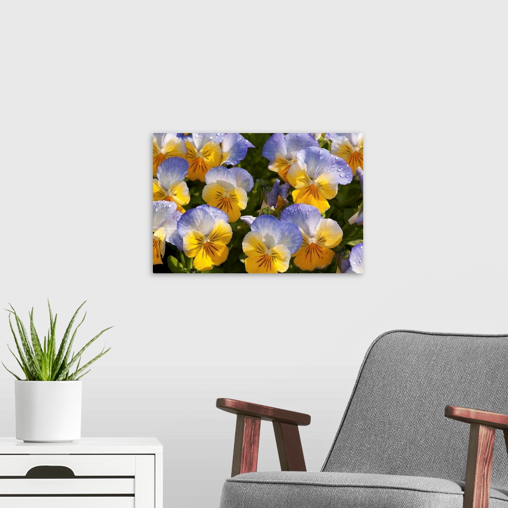 A modern room featuring A cluster of yellow and blue pansies, Viola species, with raindrops.
