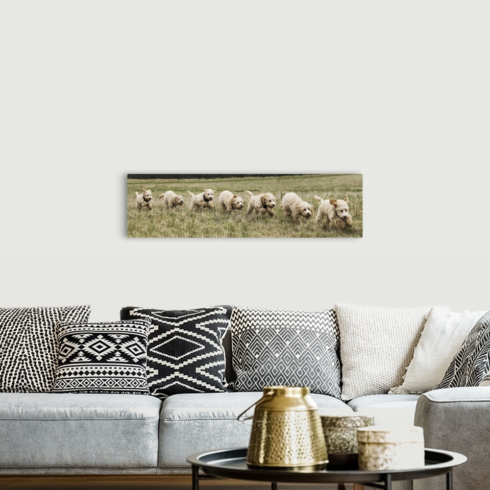 A bohemian room featuring Composite of a cockapoo dog running on a grass field, with 7 images of a dog in a row, south shie...