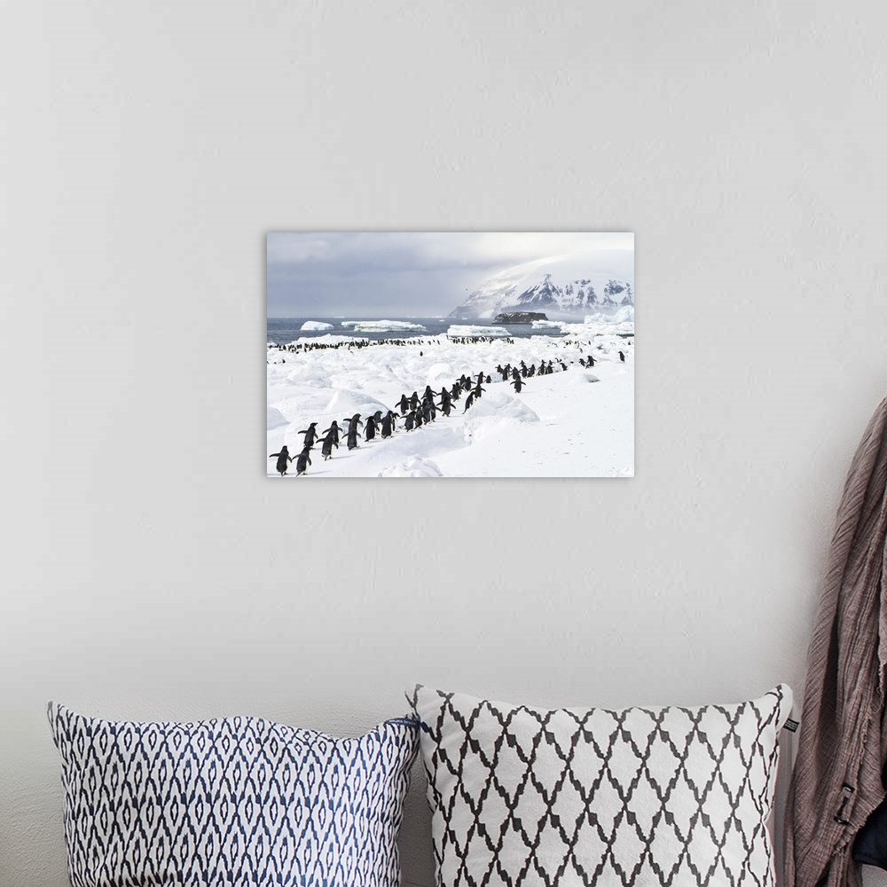 A bohemian room featuring A colony of adelie penguins on an icy beach.