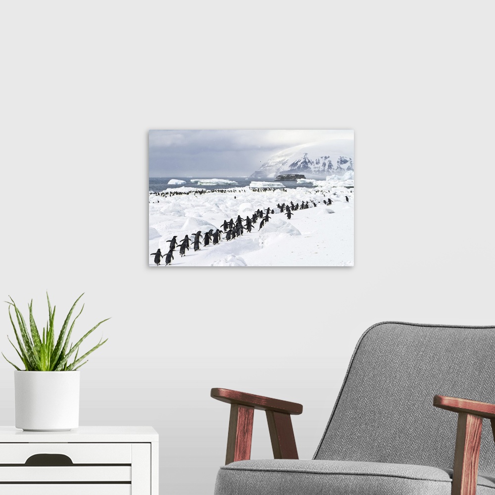 A modern room featuring A colony of adelie penguins on an icy beach.