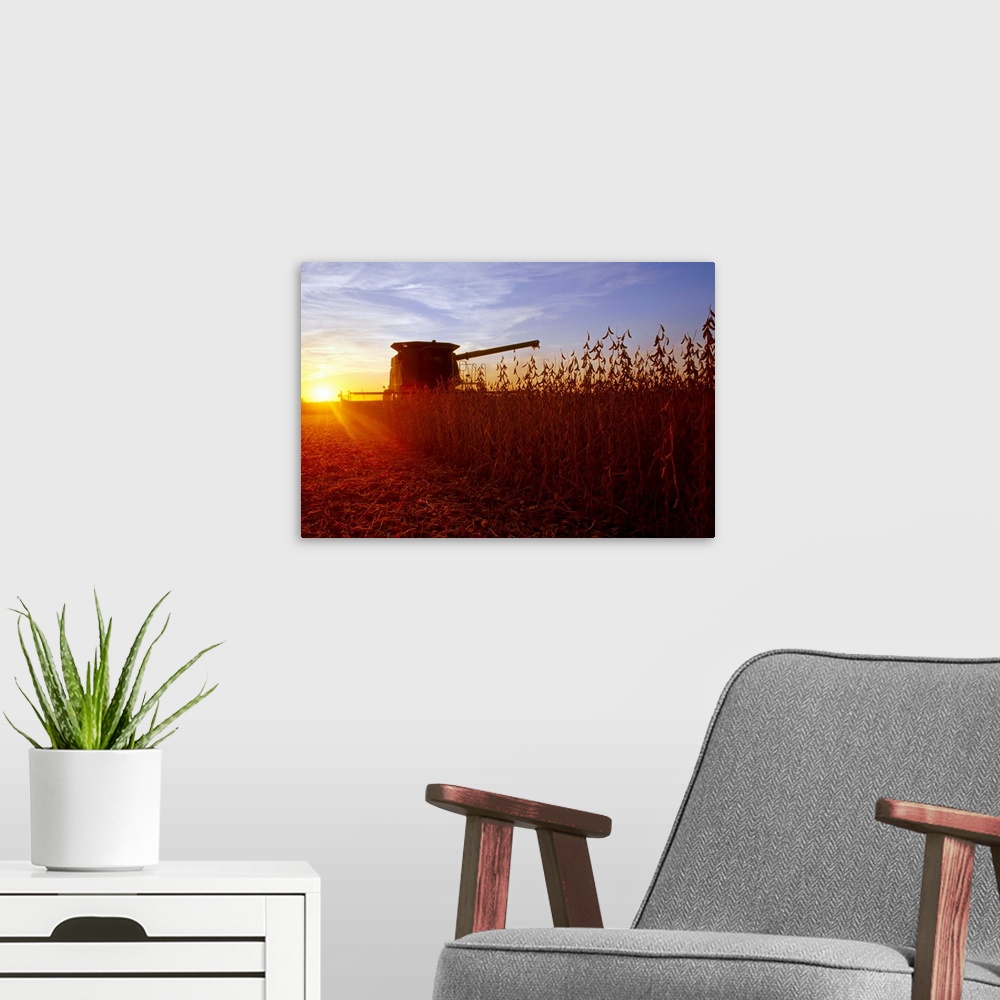 A modern room featuring A combine harvests mature soybeans at sunset with a farmstead in the distance, Illinois