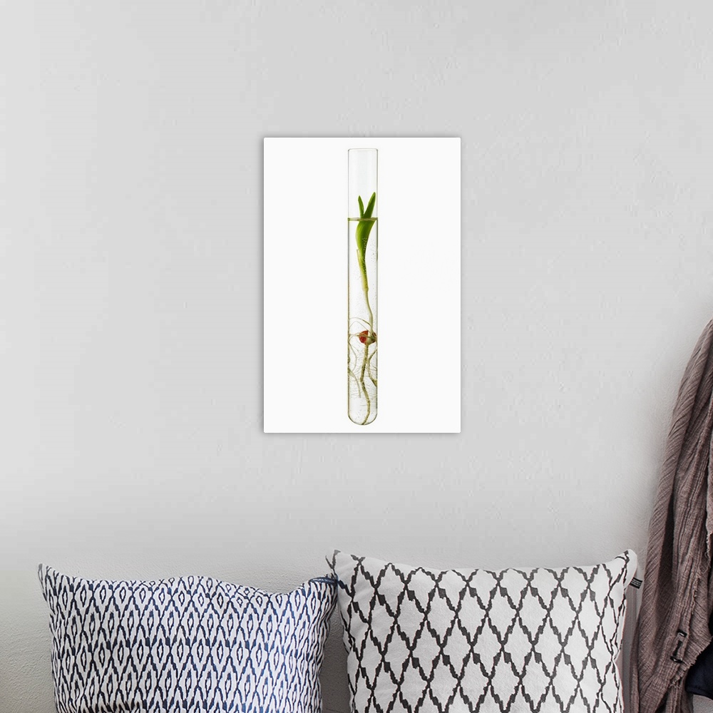 A bohemian room featuring A corn seedling in a test tube, Iowa