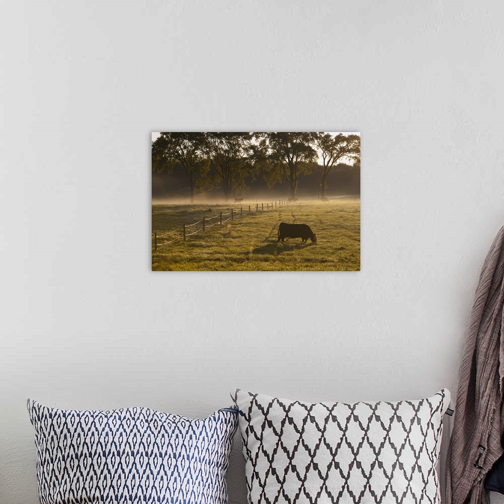A bohemian room featuring A Cow Grazing In A Field In The Early Morning; Ville De Lac Brome, Quebec, Canada