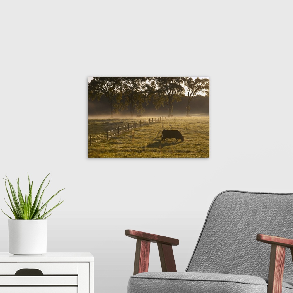 A modern room featuring A Cow Grazing In A Field In The Early Morning; Ville De Lac Brome, Quebec, Canada