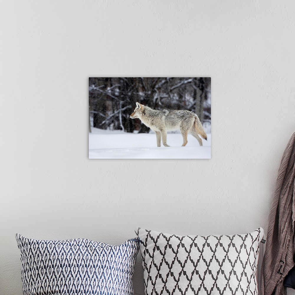 A bohemian room featuring coyote in winter, with snow falling at elk island national park  alberta  canada