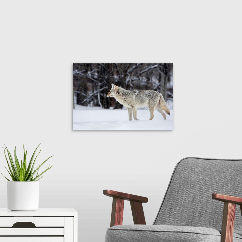 A modern room featuring coyote in winter, with snow falling at elk island national park  alberta  canada
