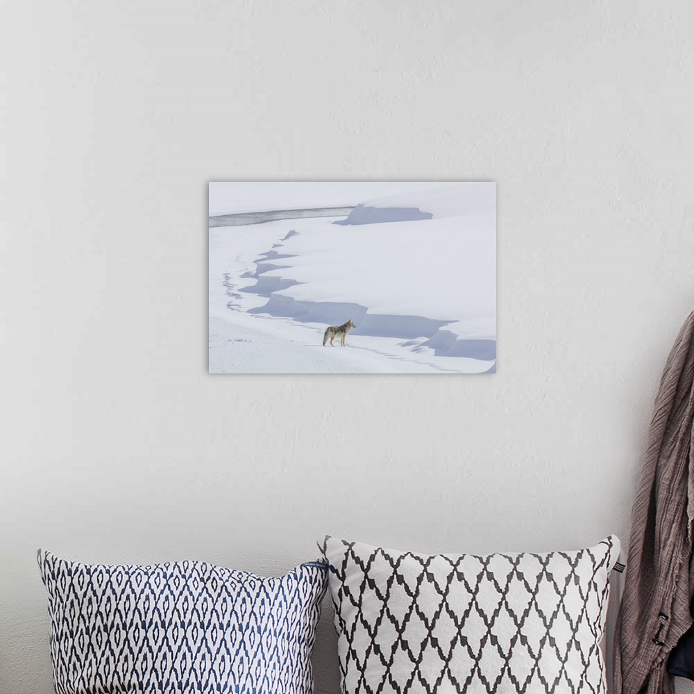 A bohemian room featuring A coyote (Canis latrans) walking on the ice of the Yellowstone River listening for prey under the...