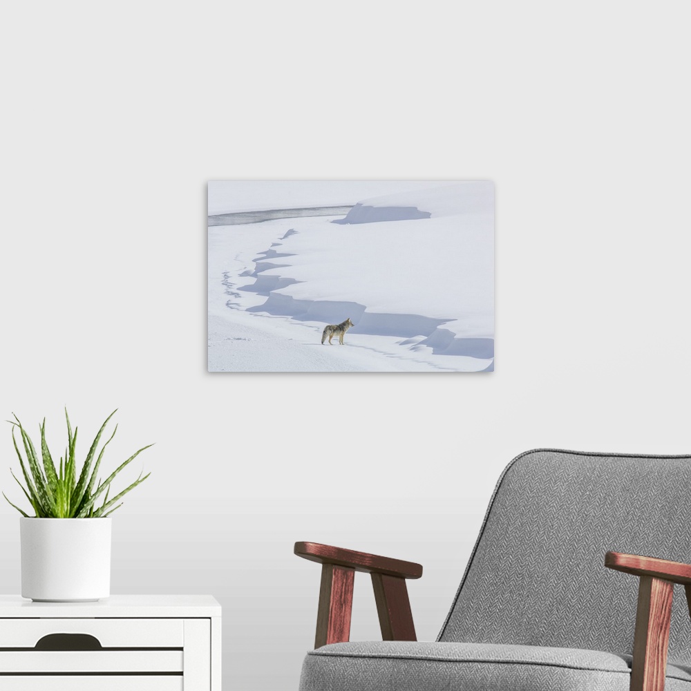 A modern room featuring A coyote (Canis latrans) walking on the ice of the Yellowstone River listening for prey under the...