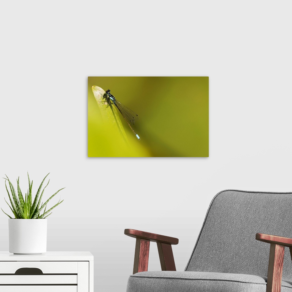 A modern room featuring A Damselfly (Zygoptera) Rests On A Stem. Astoria, United States Of America.