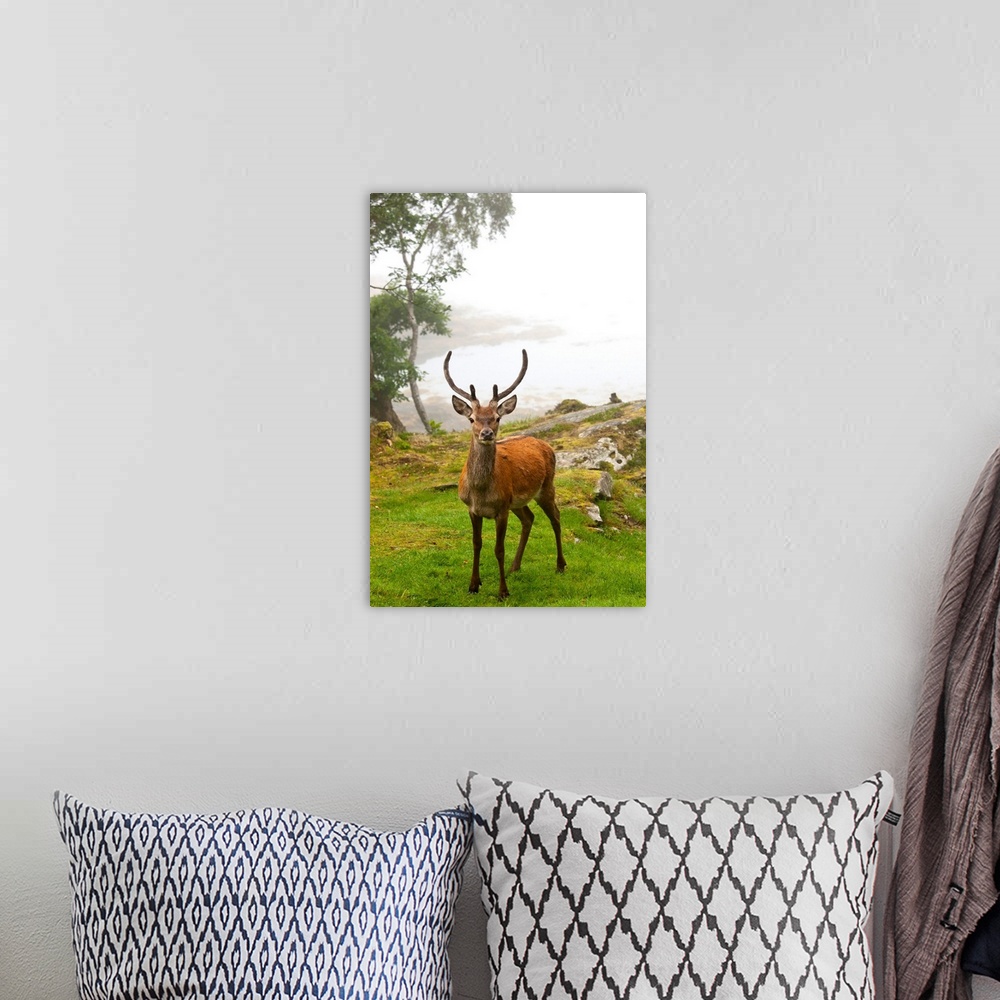 A bohemian room featuring A Deer Stands In A Foggy Meadow, Argyll, Scotland