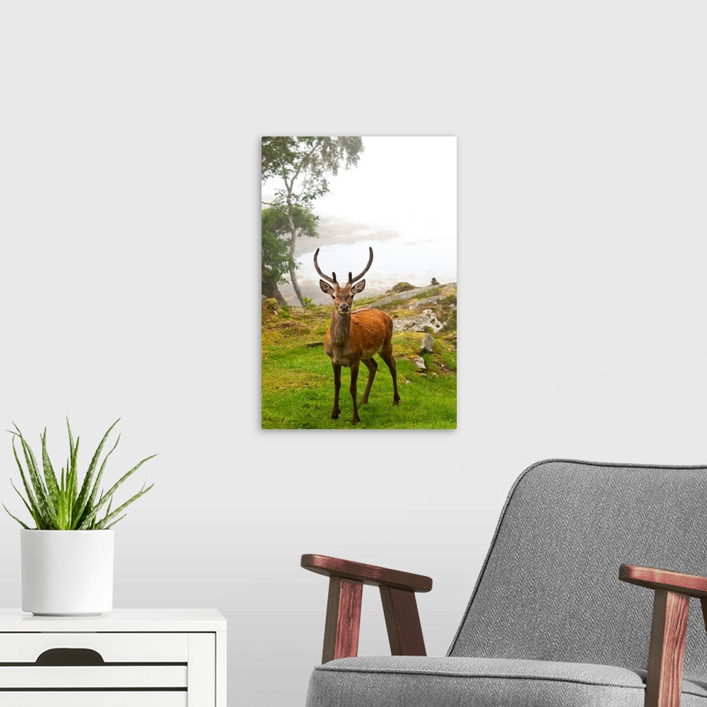 A modern room featuring A Deer Stands In A Foggy Meadow, Argyll, Scotland